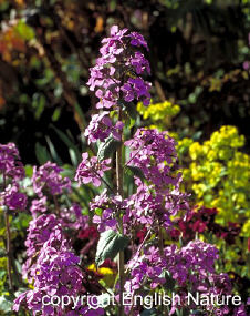 Lunaria - a good plant for attracting butterflies